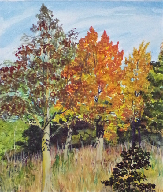 14X15.5-celia-muncaster-watercolour-landscape-painting-sugar-maple-tree