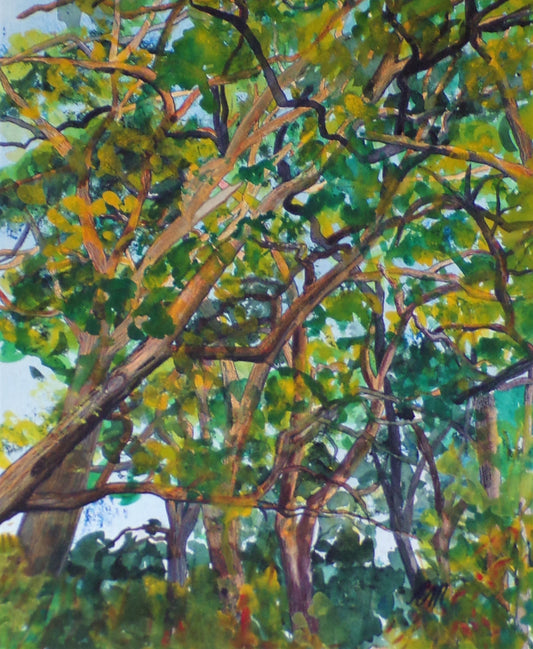 18X20-celia-muncaster-watercolour-landscape-painting-Tumbling-Manitoba-Maple-trees