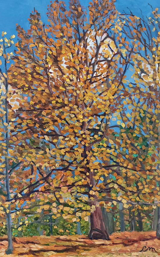 16 X 24-celia-muncaster-oil-landscape-painting-Northern-Red-Oak-tree