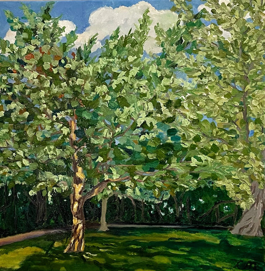 18 x 18-celia-muncaster-oil-landscape-painting-Chalk-Maple-tree